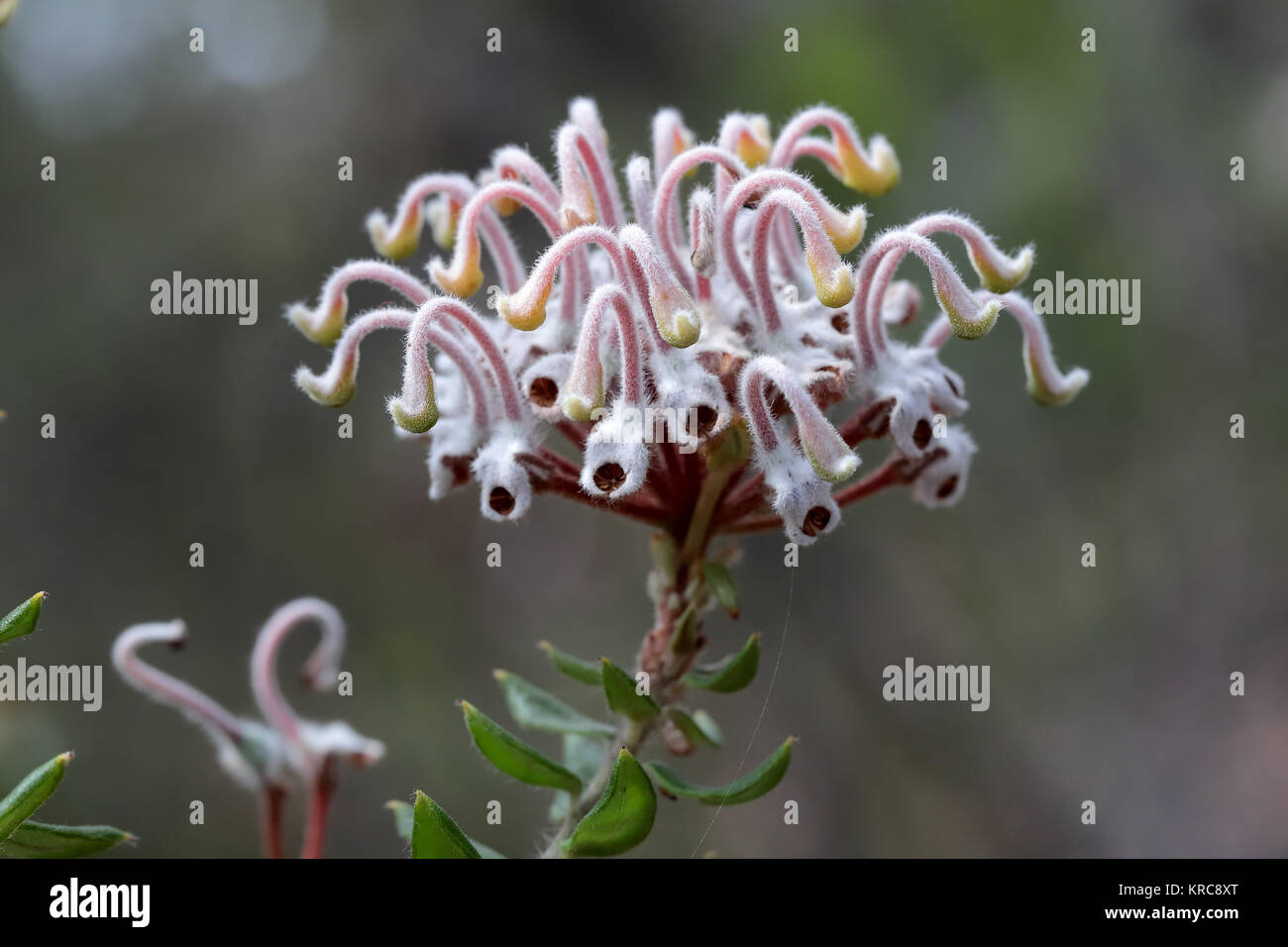 Grey Spider Flower Stock Photo