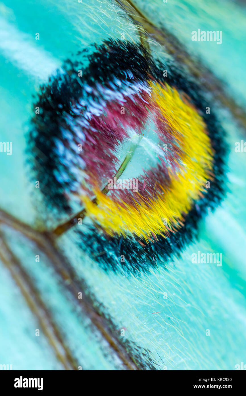 Detail of Eyespot (sometimes ocellus) - Ocelo, MARIPOSA ISABELINA - SPANISH MOON MOTH Spanish (Graellsia isabellae) Stock Photo