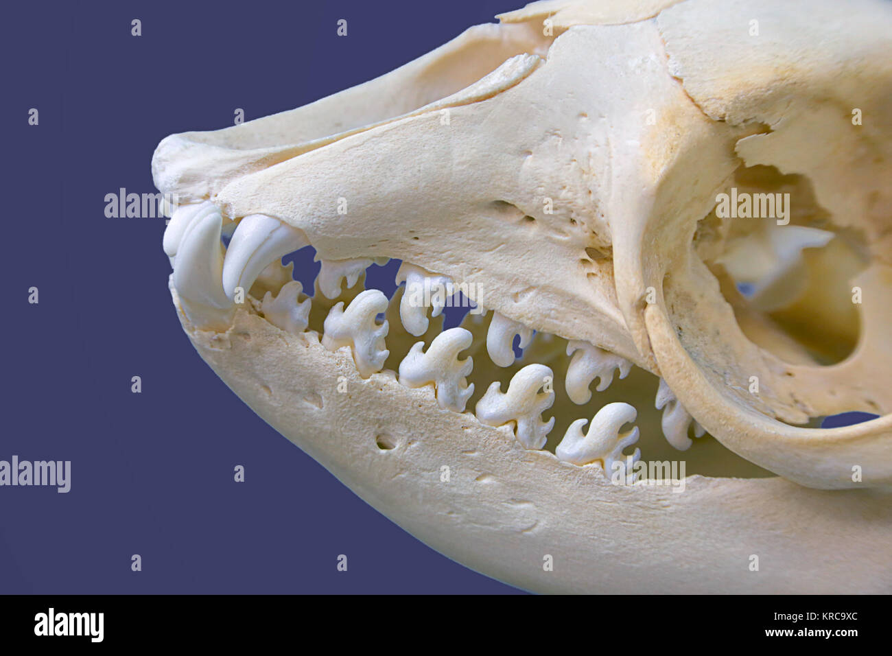 Crabeater seal skull hi-res stock photography and images - Alamy
