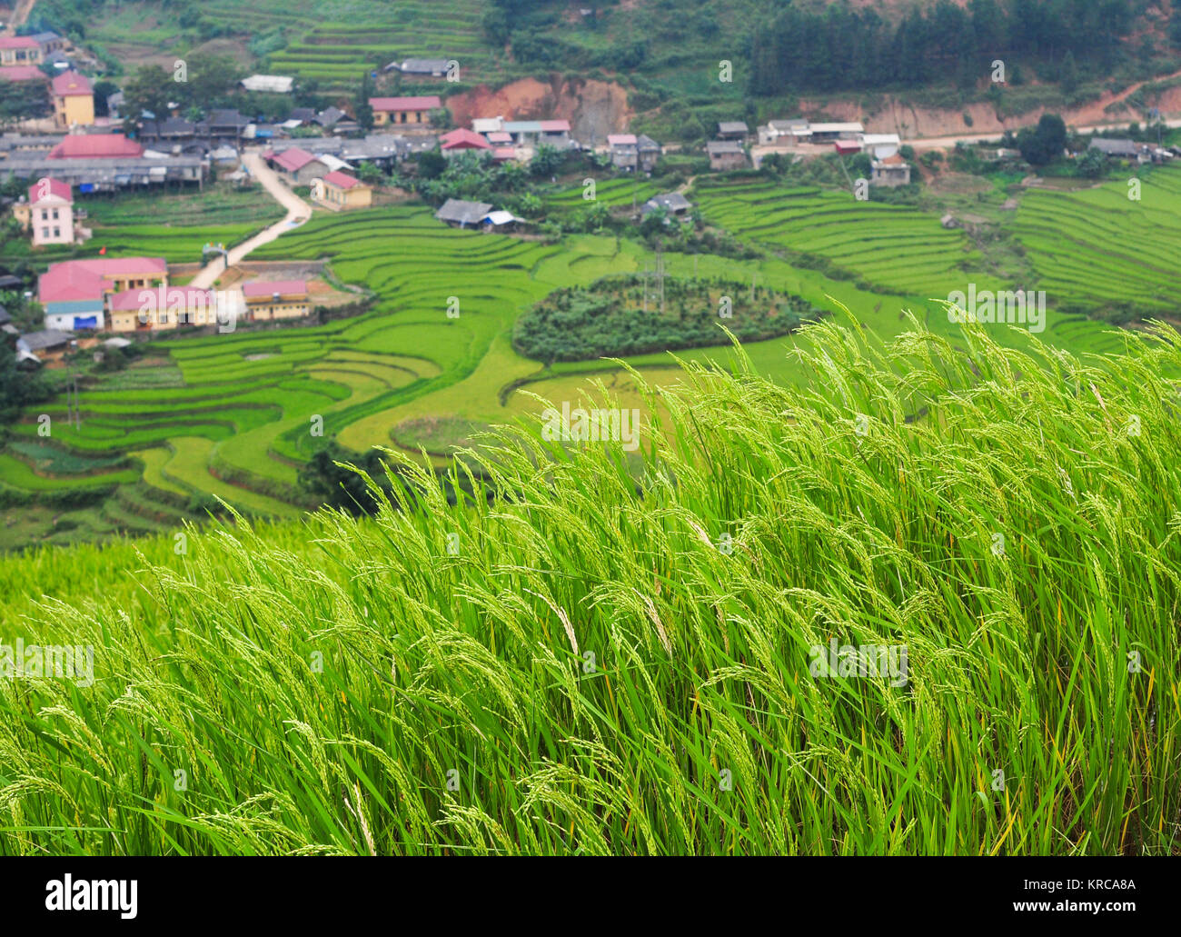 Rice field at sunny day in Ha Giang Province, Vietnam Stock Photo - Alamy
