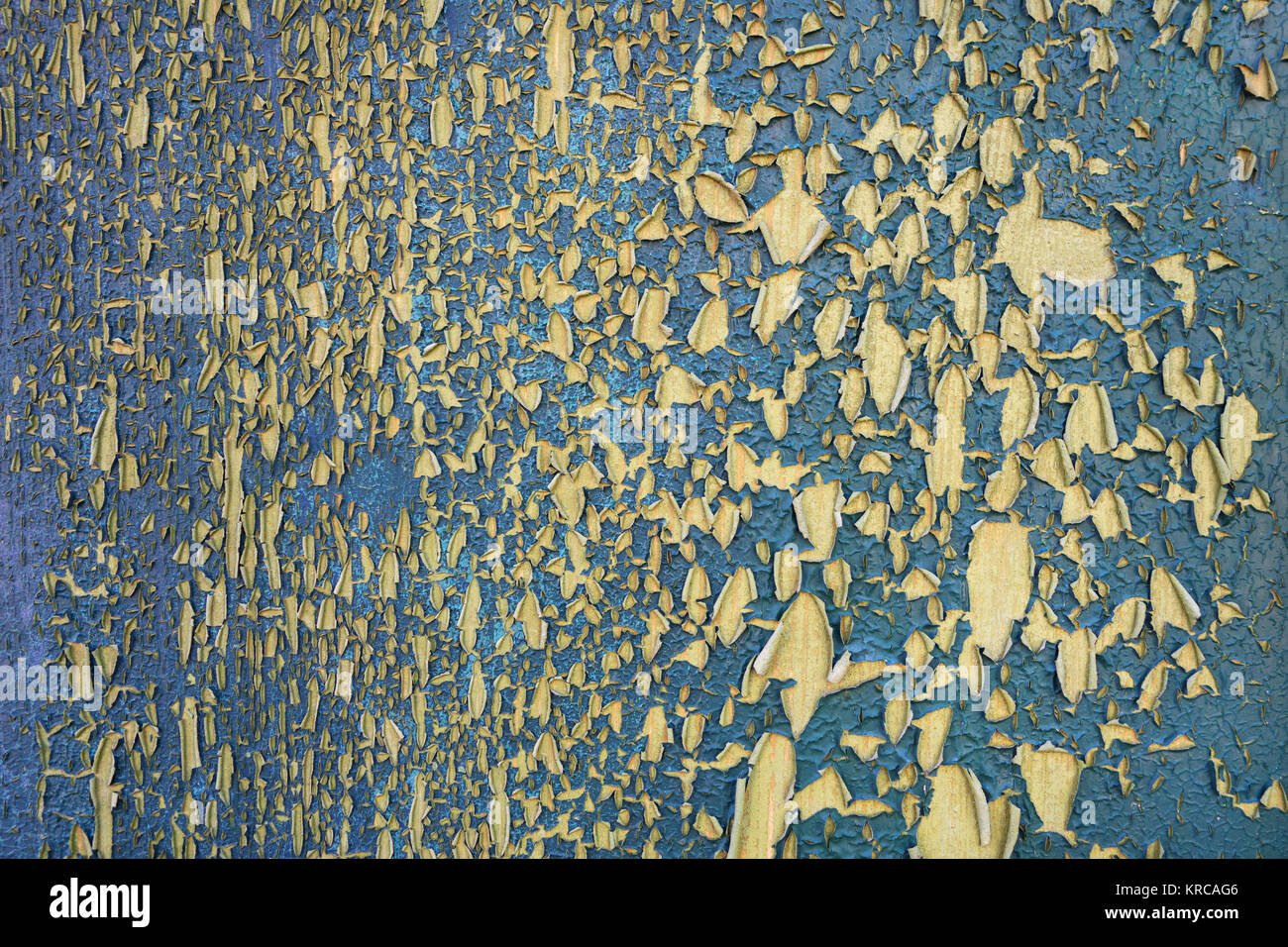 texture of weathered,torn,blue on light wood Stock Photo