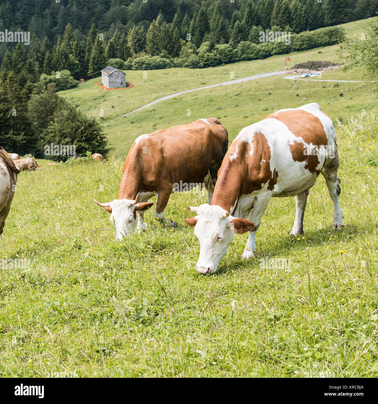 Cows grazing in the meadow in the mountains Stock Photo - Alamy