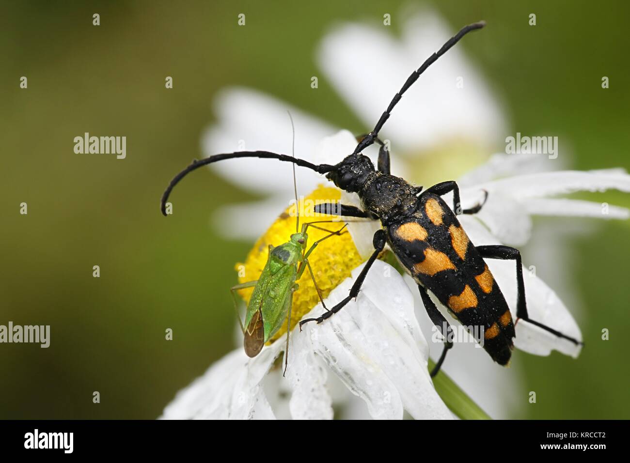 Four-banded longhorn beetle, Leptura quadrifasciata, and a green grass bug,  Calocoris affinis Stock Photo