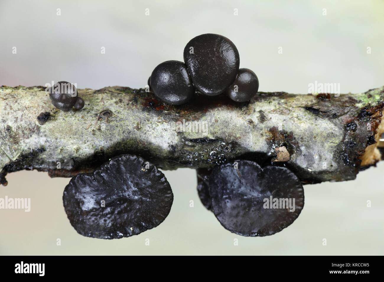 Oak brain fungus, Exidia truncata, wild mushroom from Finland Stock Photo