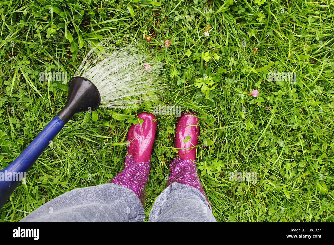 a woman wearing rubber boots pours a gieskanne the lawn Stock Photo