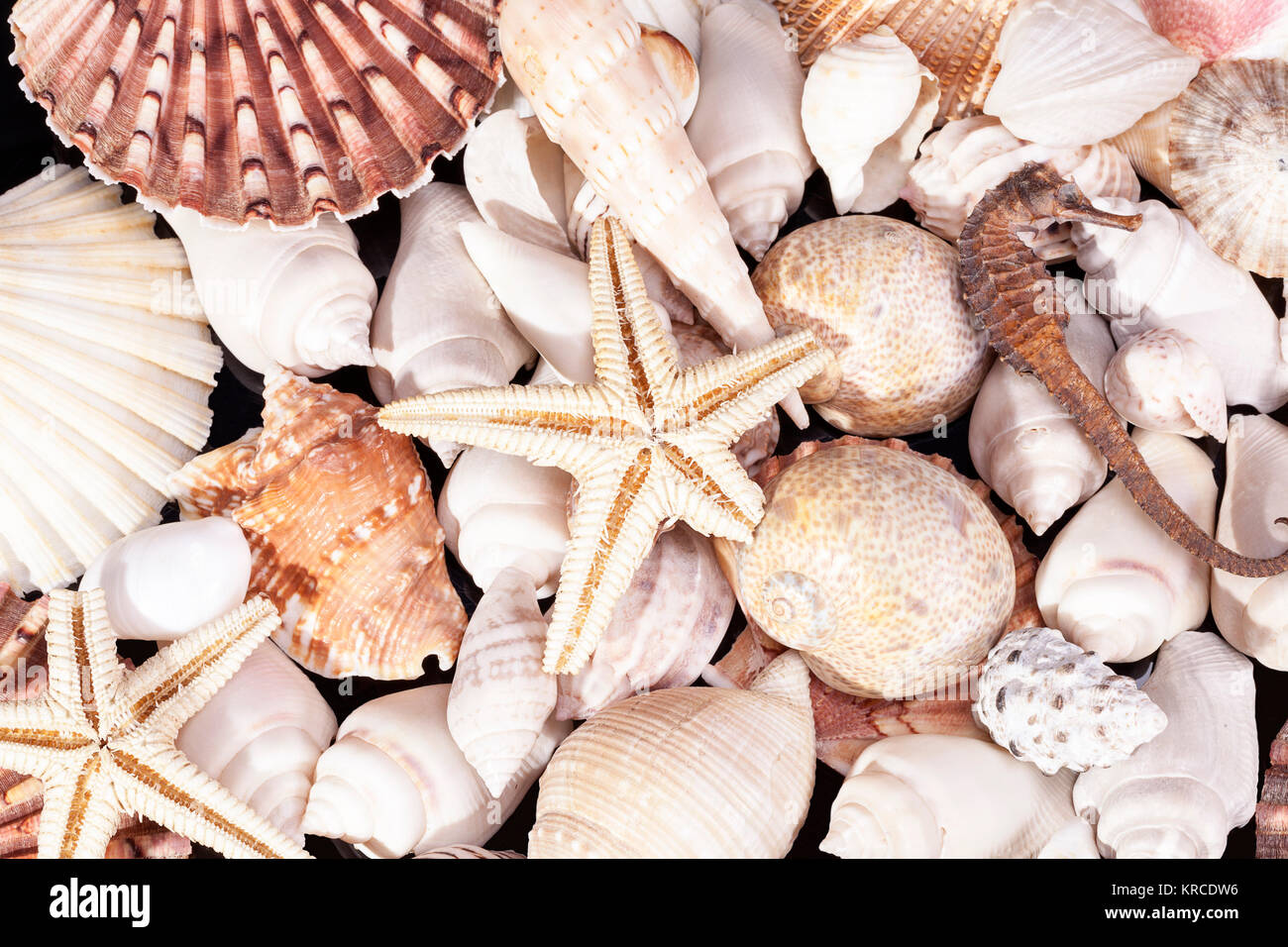 Background of  various kind  sea shells, starfish and seahorse Stock Photo