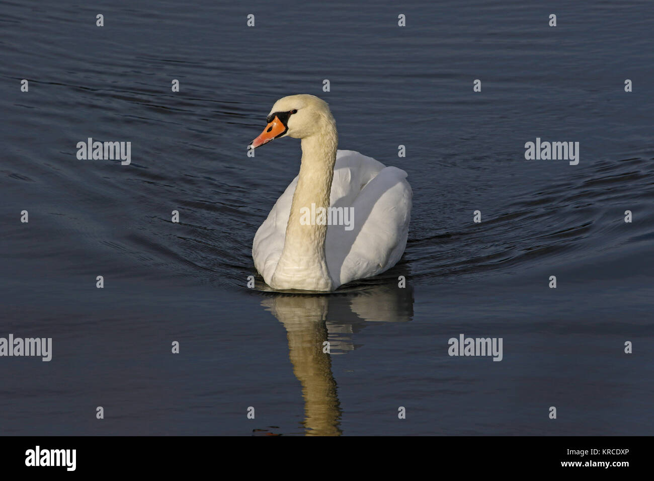 mute swan close up Latin name Cygnus olor family anatidae swimming in a