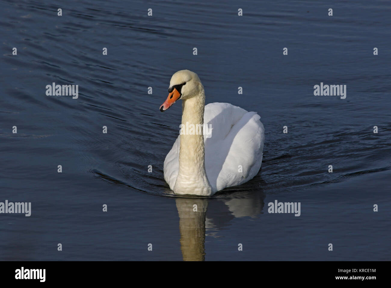 mute swan close up Latin name Cygnus olor family anatidae swimming in a