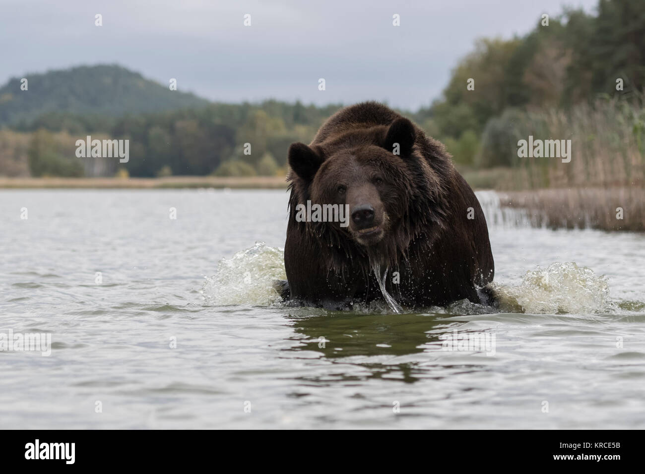 Brown Bear ( Ursus arctos ), powerful adult, running through water of a