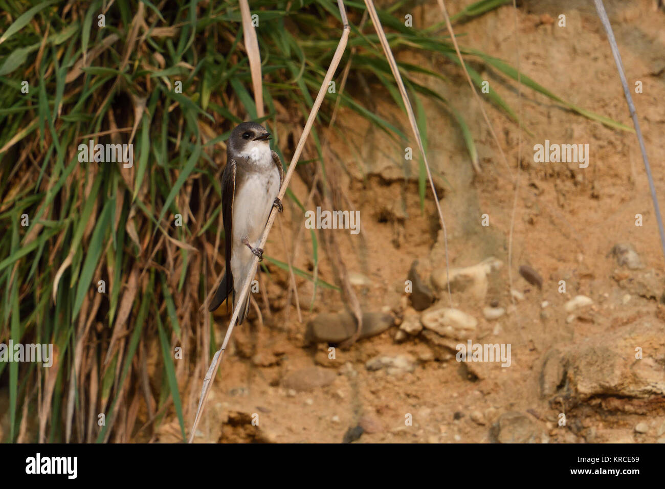 Typical swallows hi-res stock photography and images - Alamy