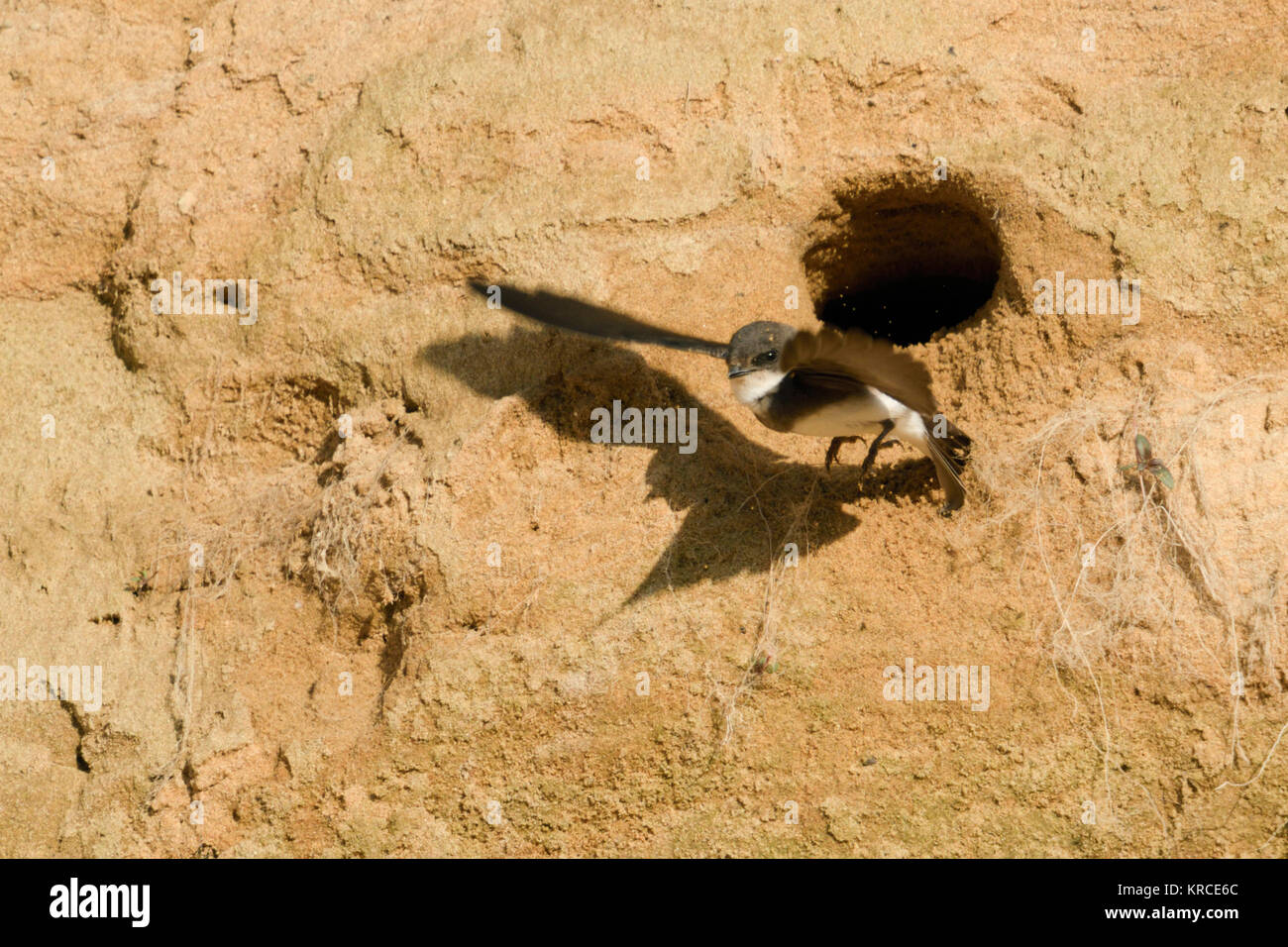 Sand Martin / Bank Swallow / Uferschwalbe ( Riparia riparia ) in flight, taking off from its nest hole in a sandy river bank, wildlife, Europe. Stock Photo