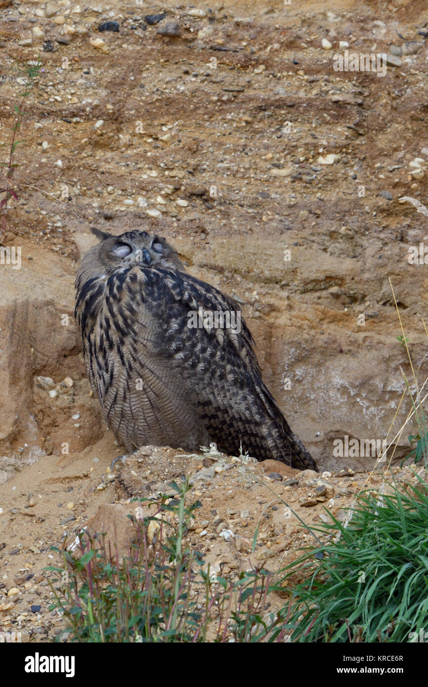 Eurasian Eagle Owl ( Bubo bubo ), young owlet, sitting, resting in the slope of a gravel pit, sleeping, looks funny, wildlife, Europe. Stock Photo