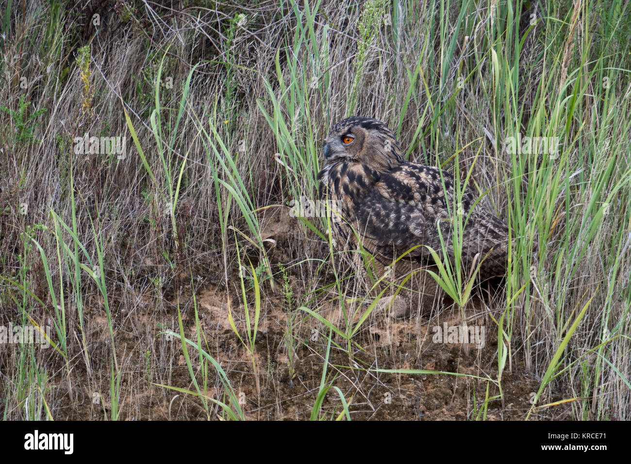 Eurasian Eagle Owl  ( Bubo bubo ), young bird, sitting, hiding in grass, slope of a gravel pit, watching, well camouflaged, wildlife, Europe. Stock Photo
