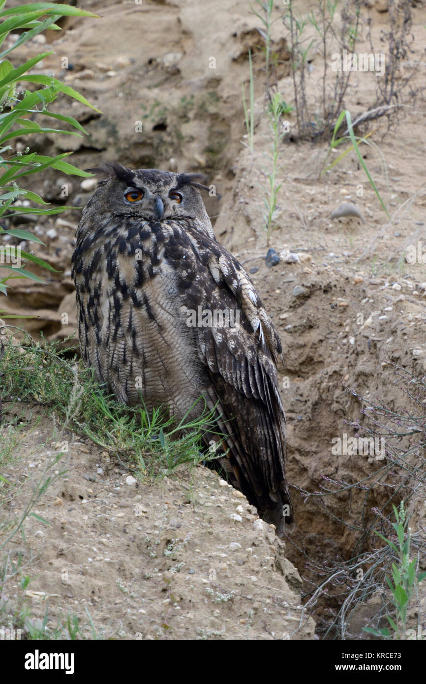 Eurasian Eagle Owl ( Bubo bubo ), adult bird, resting at the edge of a drainage channel in a gravel pit, watching, caring for chicks, wildlife, Europe Stock Photo