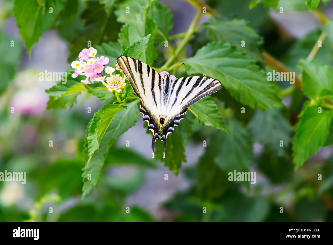 iberian-scarce-swallowtail-butterfly-iphiclides-feisthamelii-stock