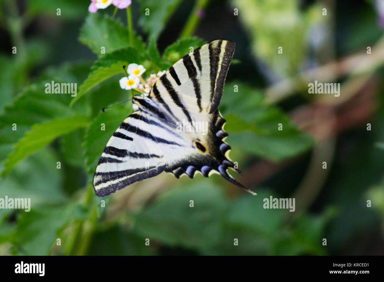 iberian-scarce-swallowtail-butterfly-iphiclides-feisthamelii-stock