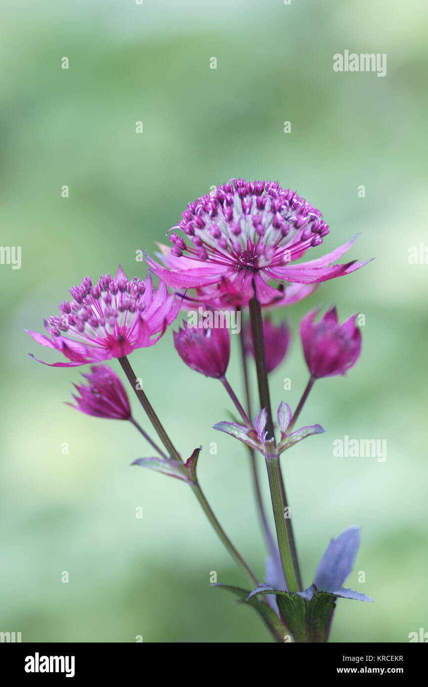 Astrantia 'Ruby Wedding' Stock Photo