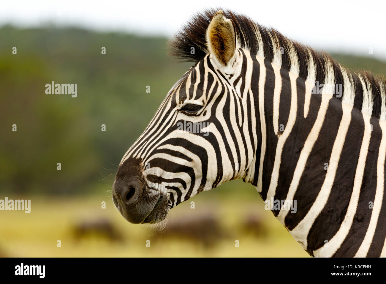 Zebra Close Up Stock Photo - Alamy