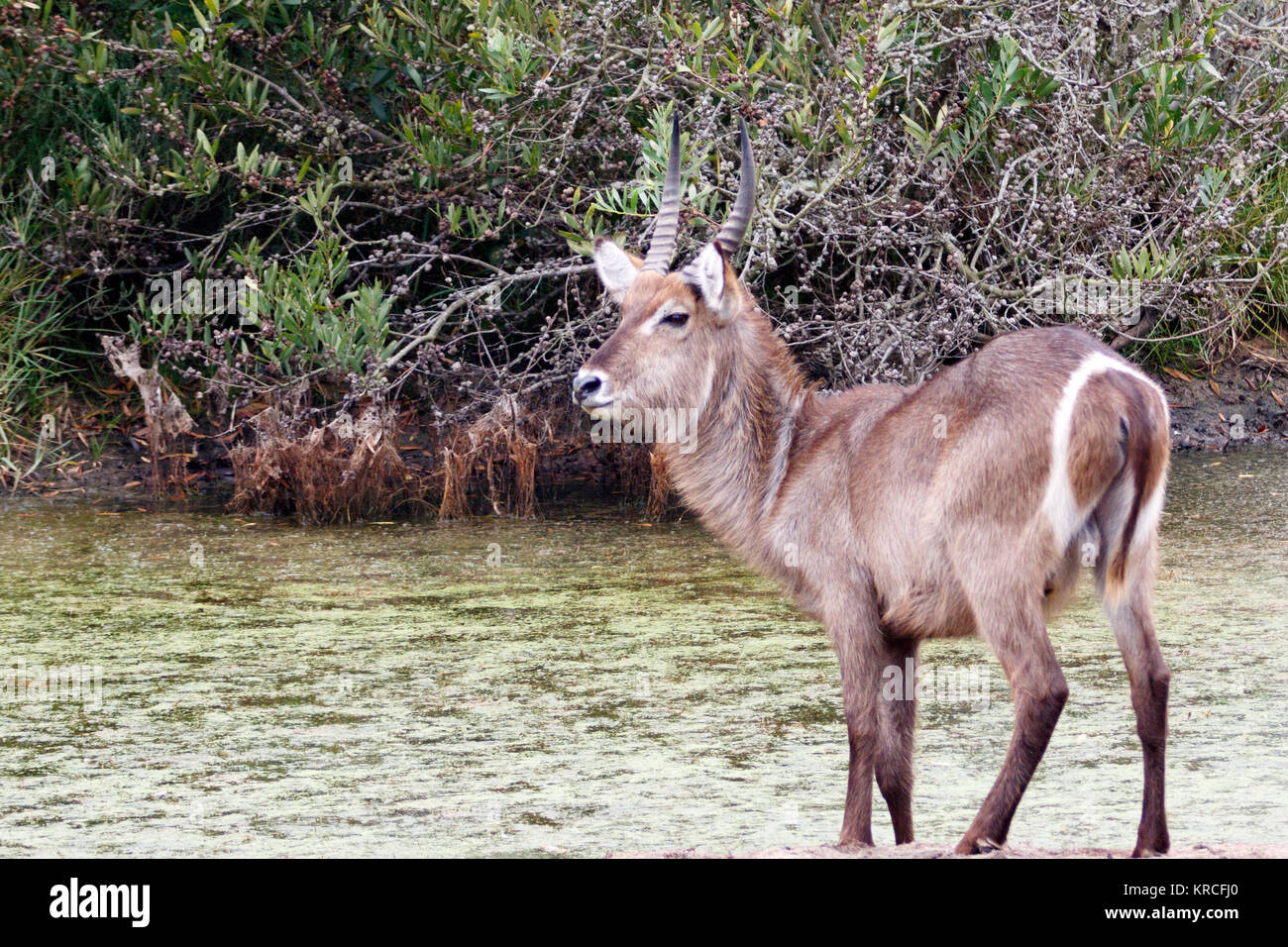 Waterbuck at the Water Stock Photo - Alamy