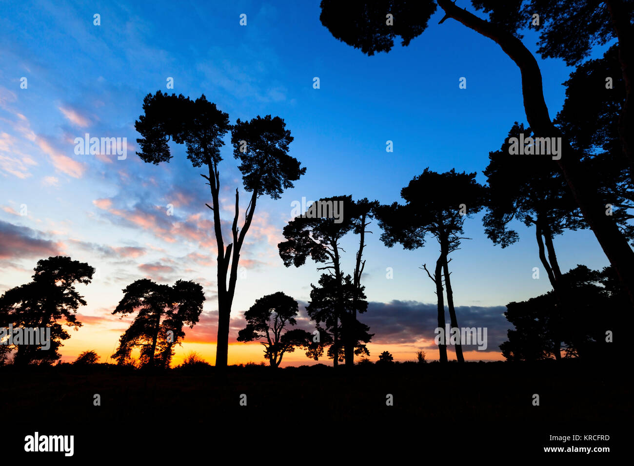 Silhouette of tall Scots pine trees at sunset Stock Photo