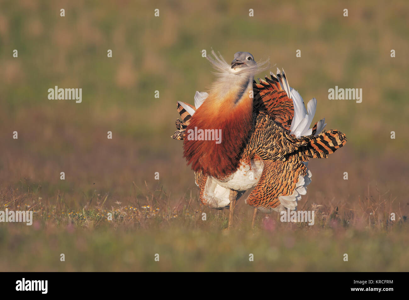 Great bustard Stock Photo