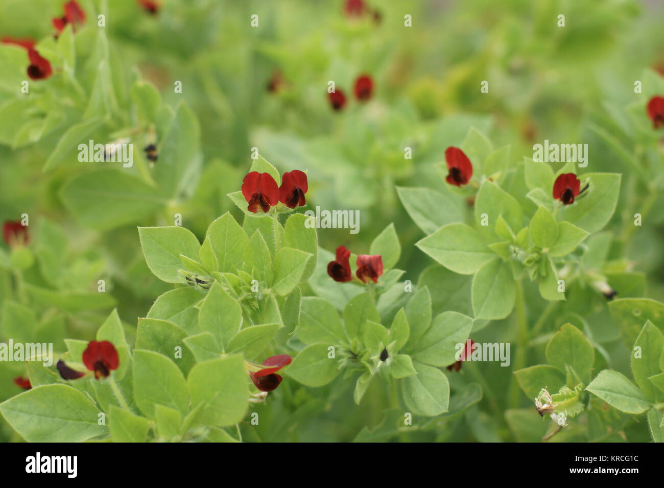 Asparagus Pea (Lotus tetragonolobus) Stock Photo