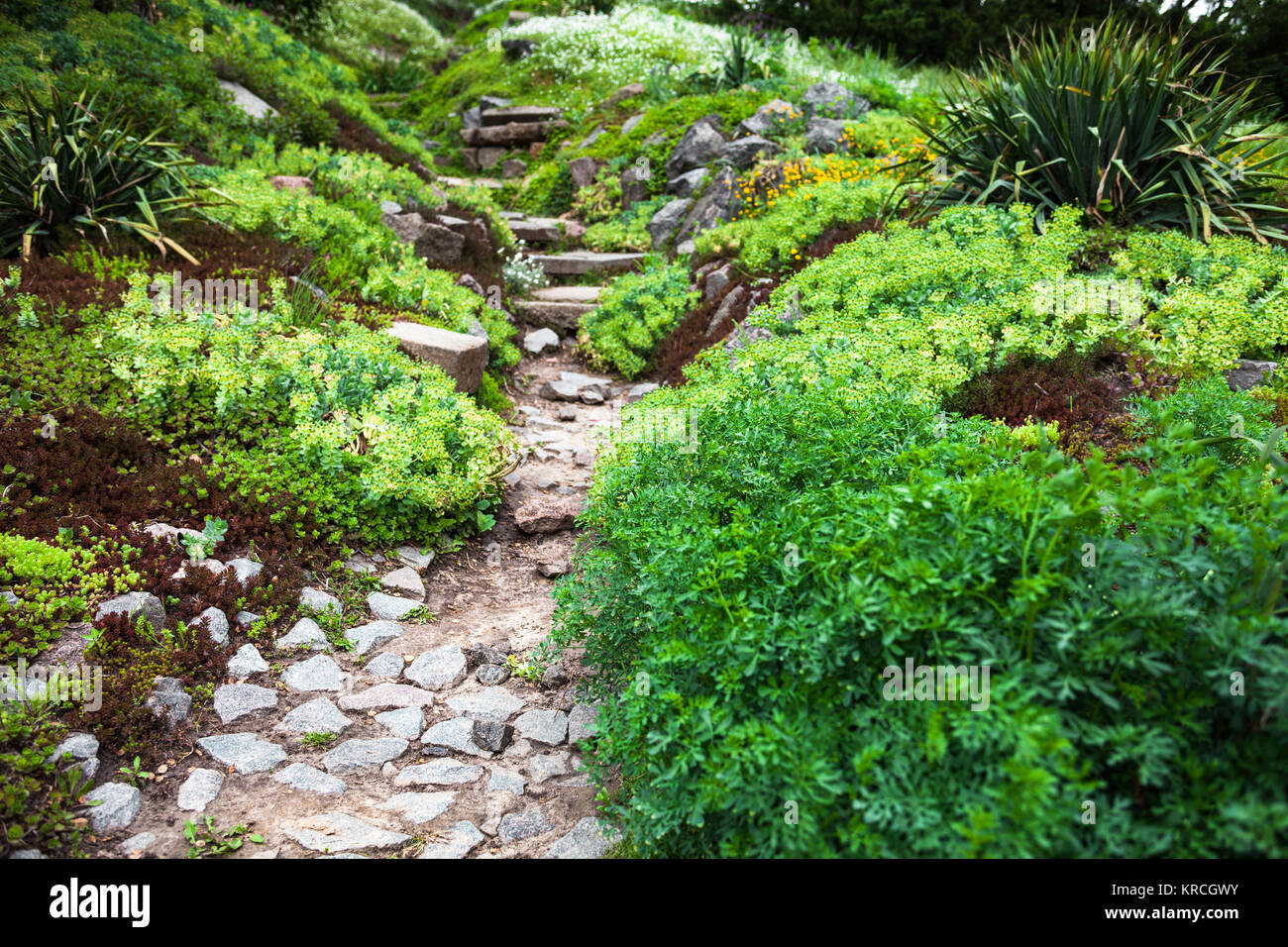 Ornamental grass rockery garden hi-res stock photography and images - Alamy