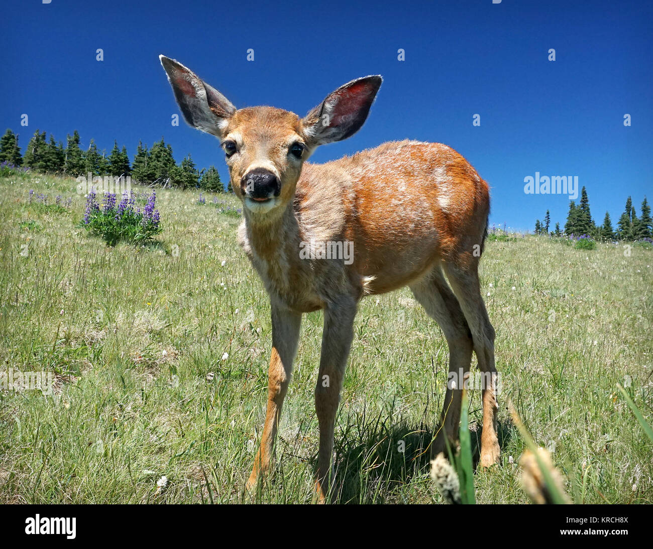Blacktail Deer Fawn at Hurricane Ridge in Washington's Olympic National
