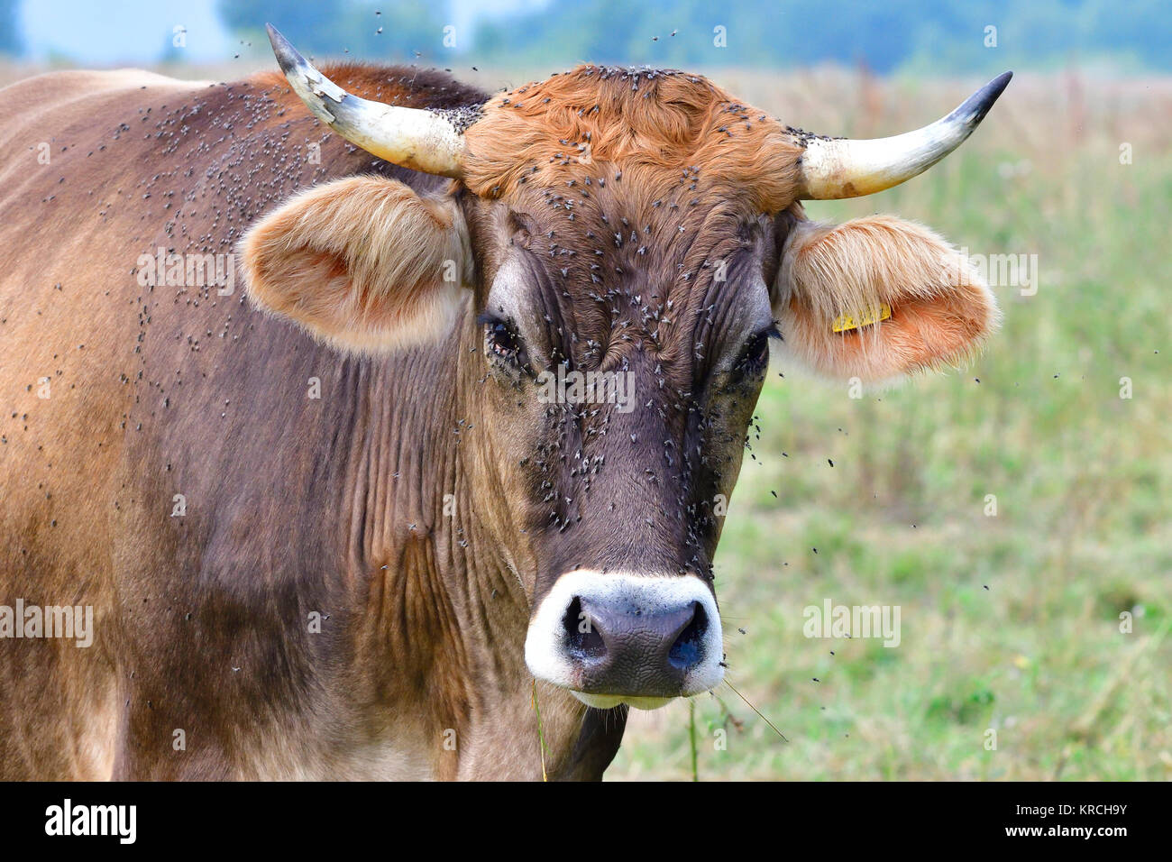 brown cattle with fly pest Stock Photo