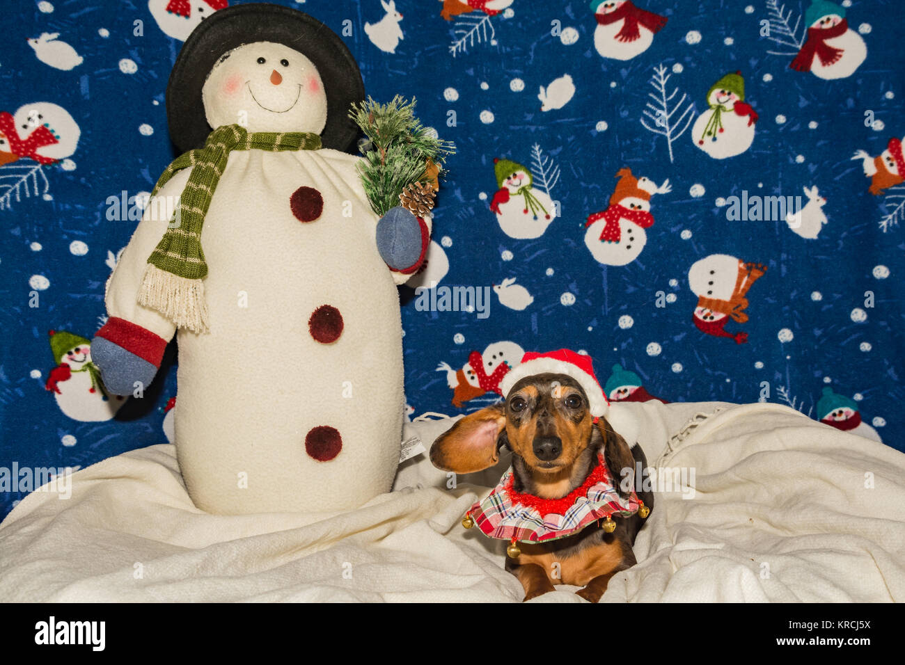 A cute Dachshund puppy wearing a Santa hat for Christmas. Stock Photo
