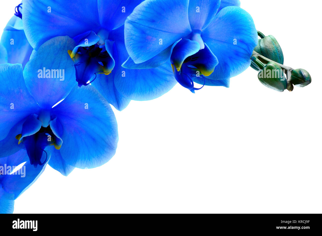 Blue flower orchid isolated on white background Stock Photo - Alamy