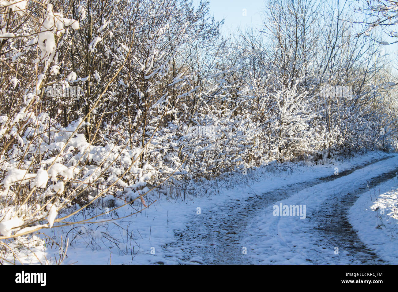 Winter road in a snowy forest among trees on a sunny day Stock Photo ...