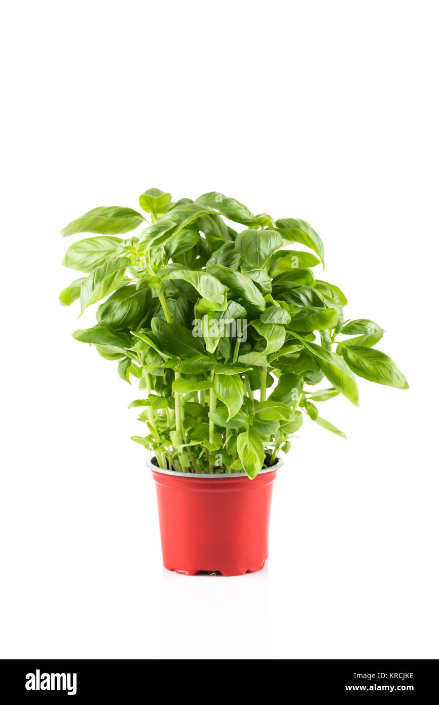 Basil growing in a pot Stock Photo Alamy