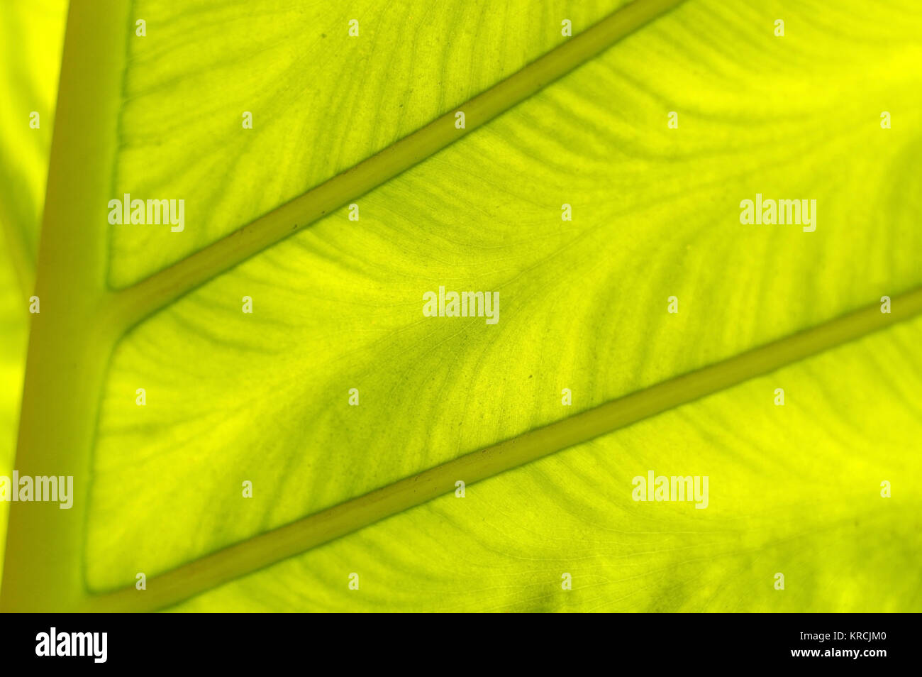 backlit fresh green palm leaf, close up, background Stock Photo - Alamy