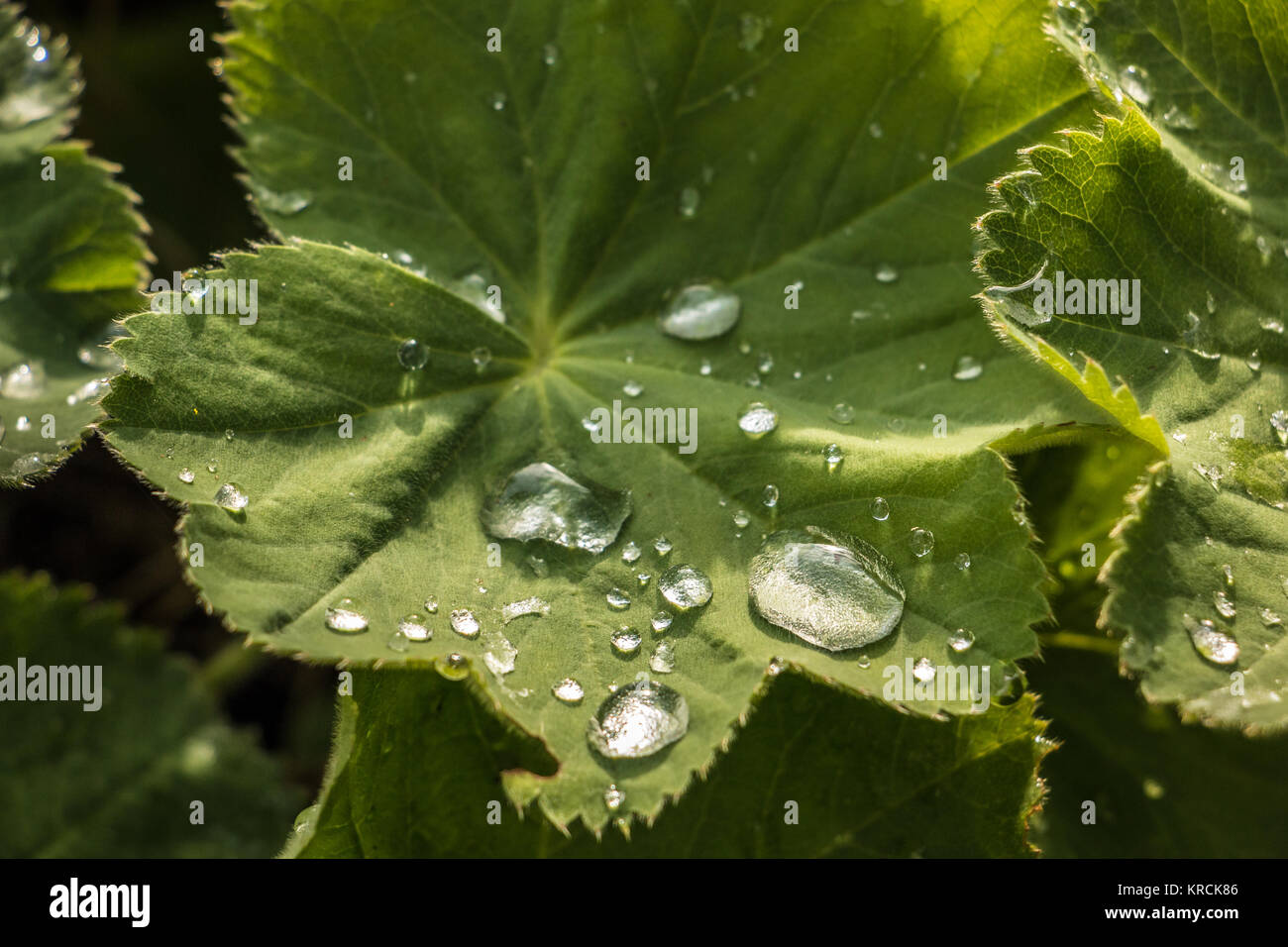Water drops on a green leaf in the park Stock Photo