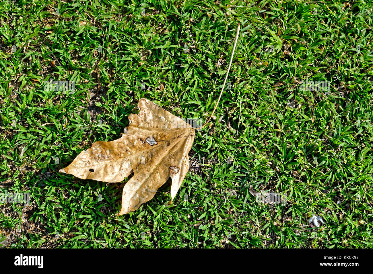 dry leaf with stains on the green grass in the sun with a cast shadow illuminated by sunlight in a sunny day Stock Photo