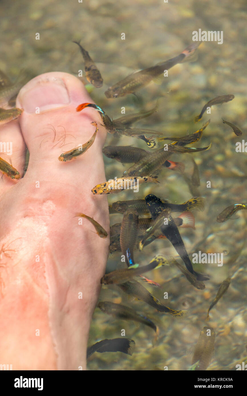 A lot of fish eating dead dandruff from your feet Stock Photo Alamy