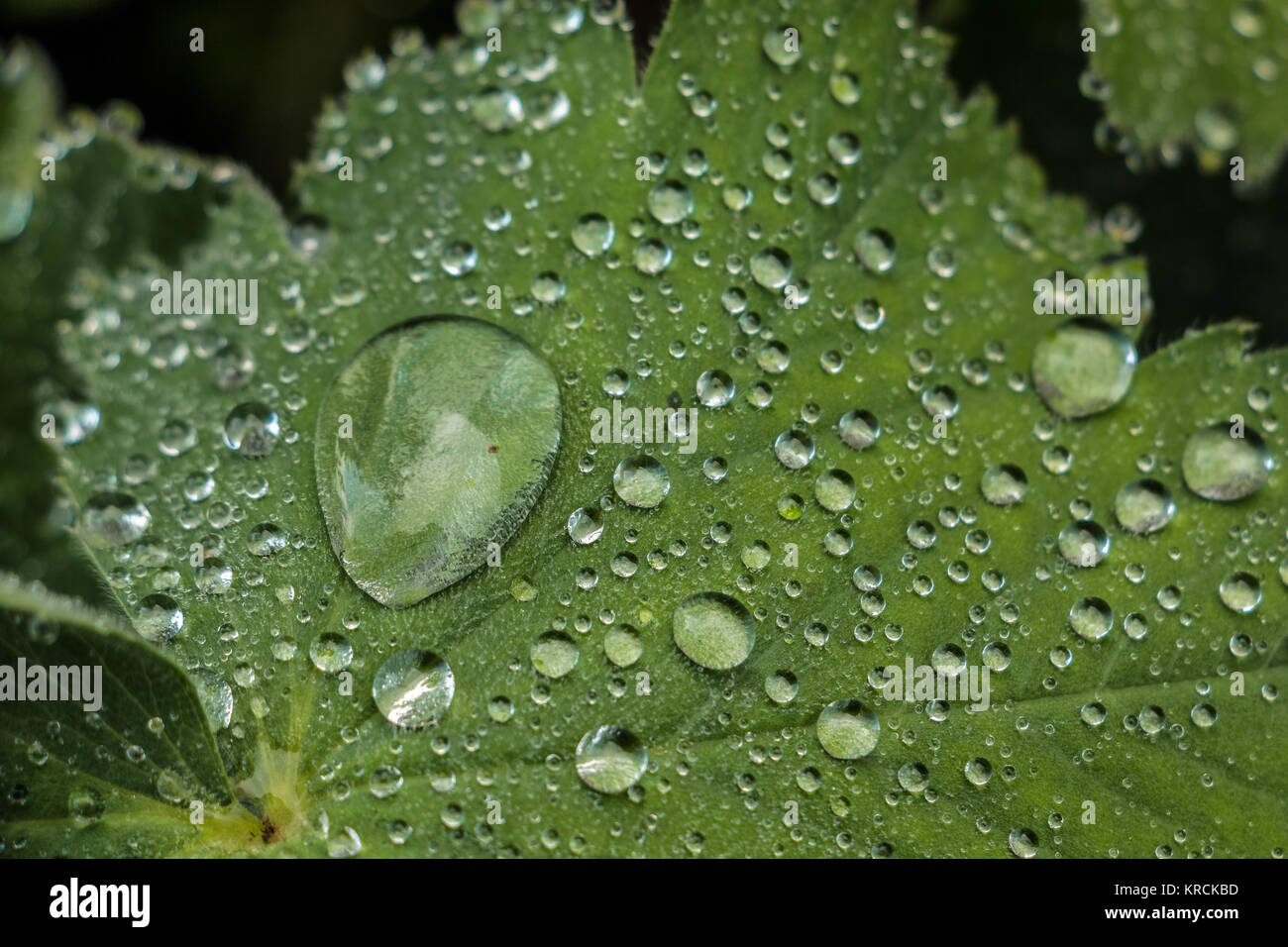 Water drops on a green leaf in the park Stock Photo
