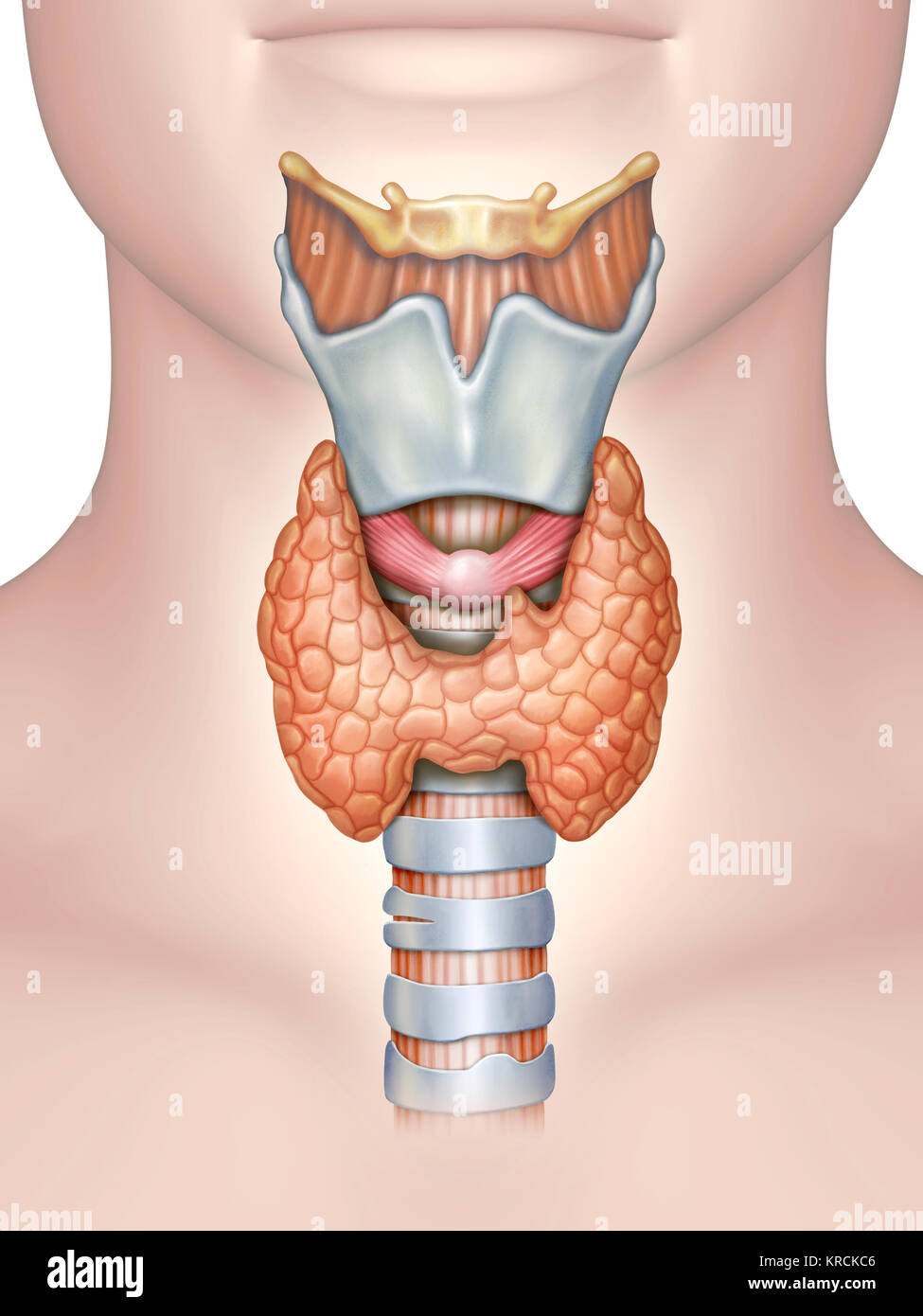Anatomy of the thyroid gland. Digital illustration. Stock Photo