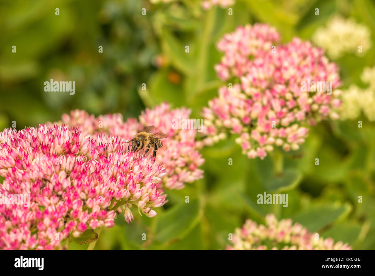 Bee on pink flower on the green field of the park Stock Photo