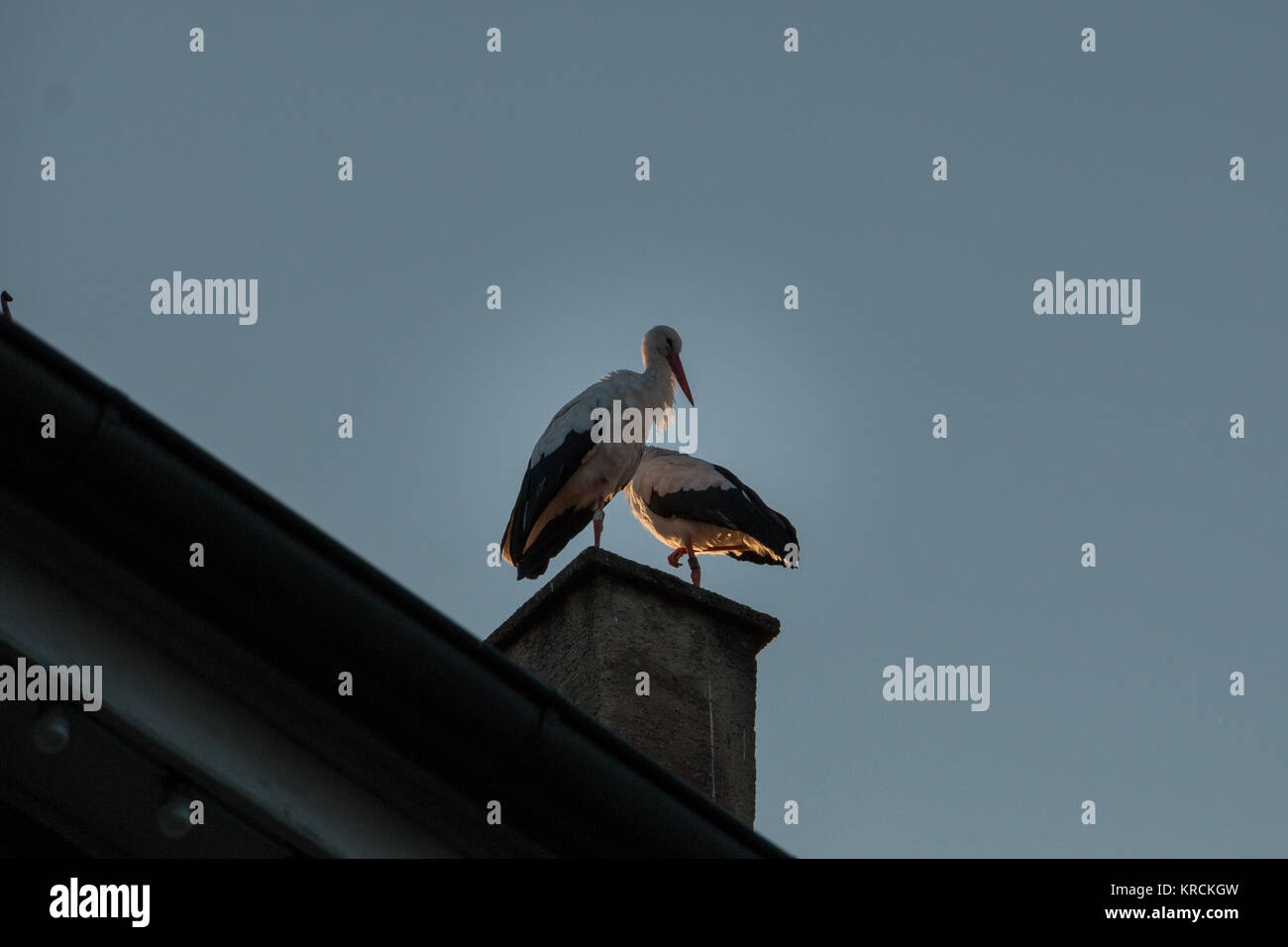 Stork couple on the roof a house Stock Photo