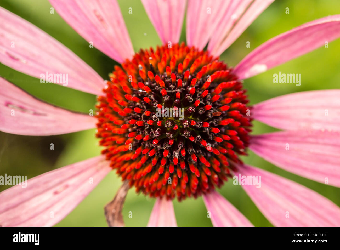 Violet flower on the green field of the park Stock Photo