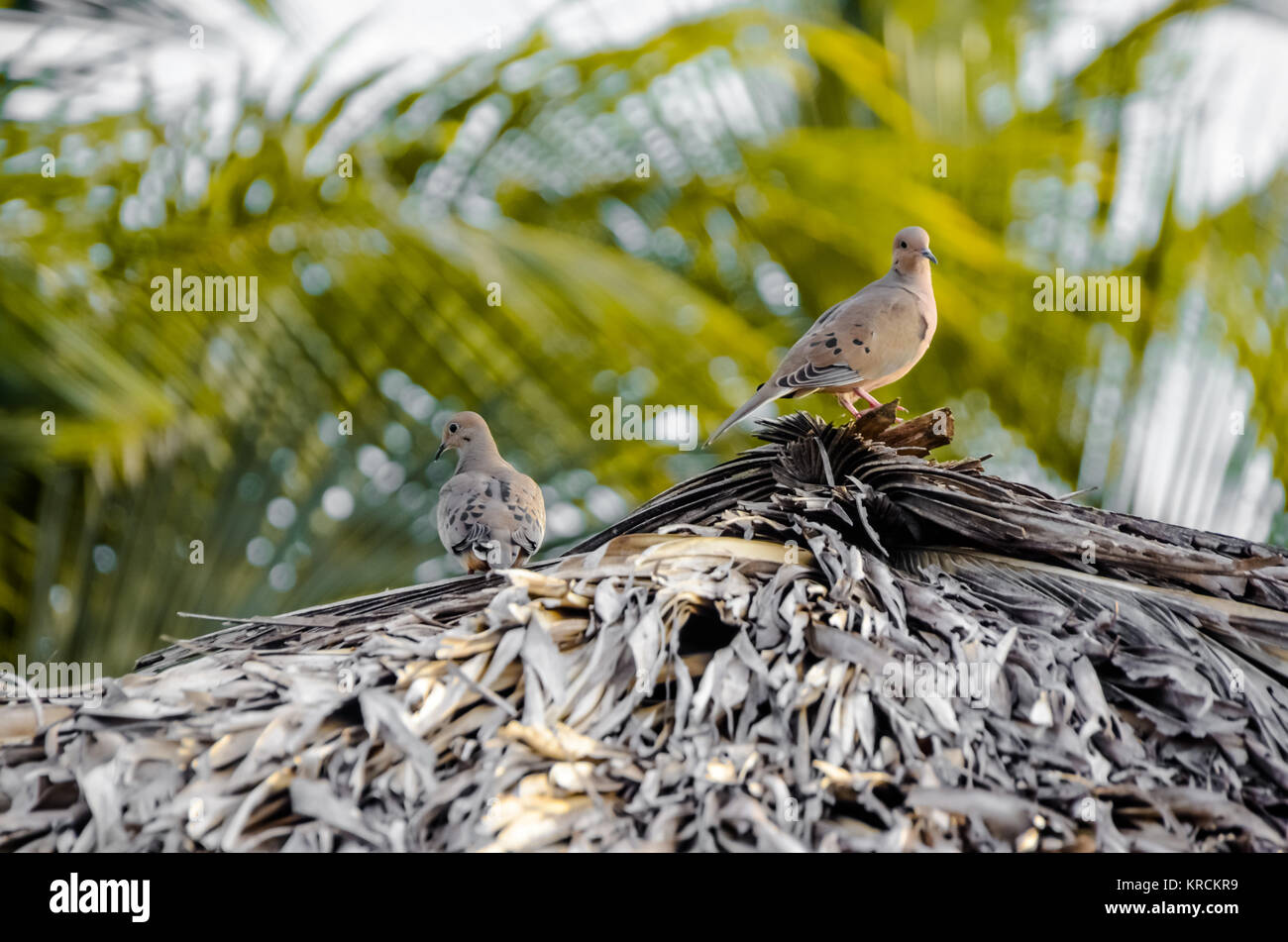 White pigeons sitting on a roof Stock Photo Alamy