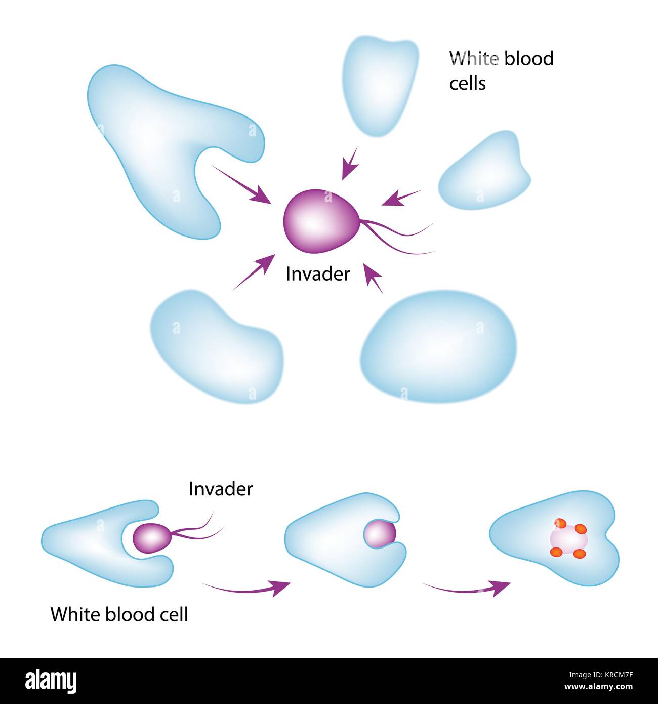 Basic mechanism of the immune system. White blood cell eating bacteria, vector medical illustration Stock Vector