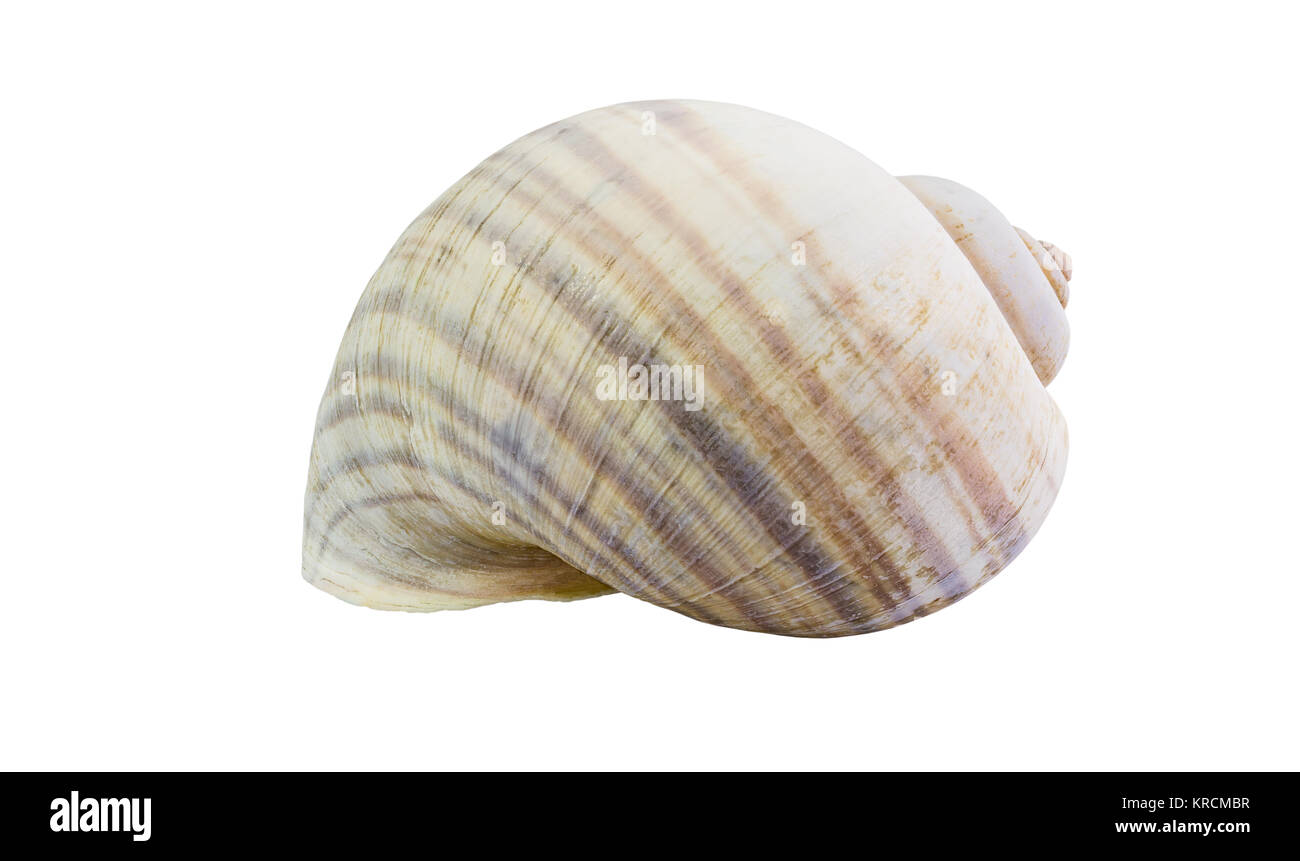 Very large mussels Cut Out Stock Images & Pictures - Alamy