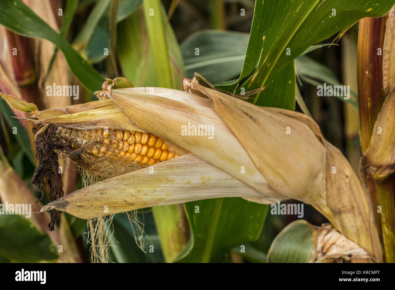 Big green corn field with yellow corncob Stock Photo
