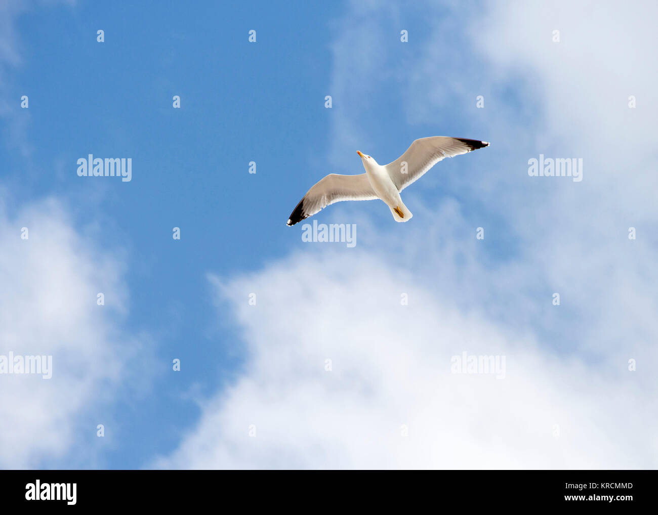 White seagull in the blue sky Stock Photo - Alamy