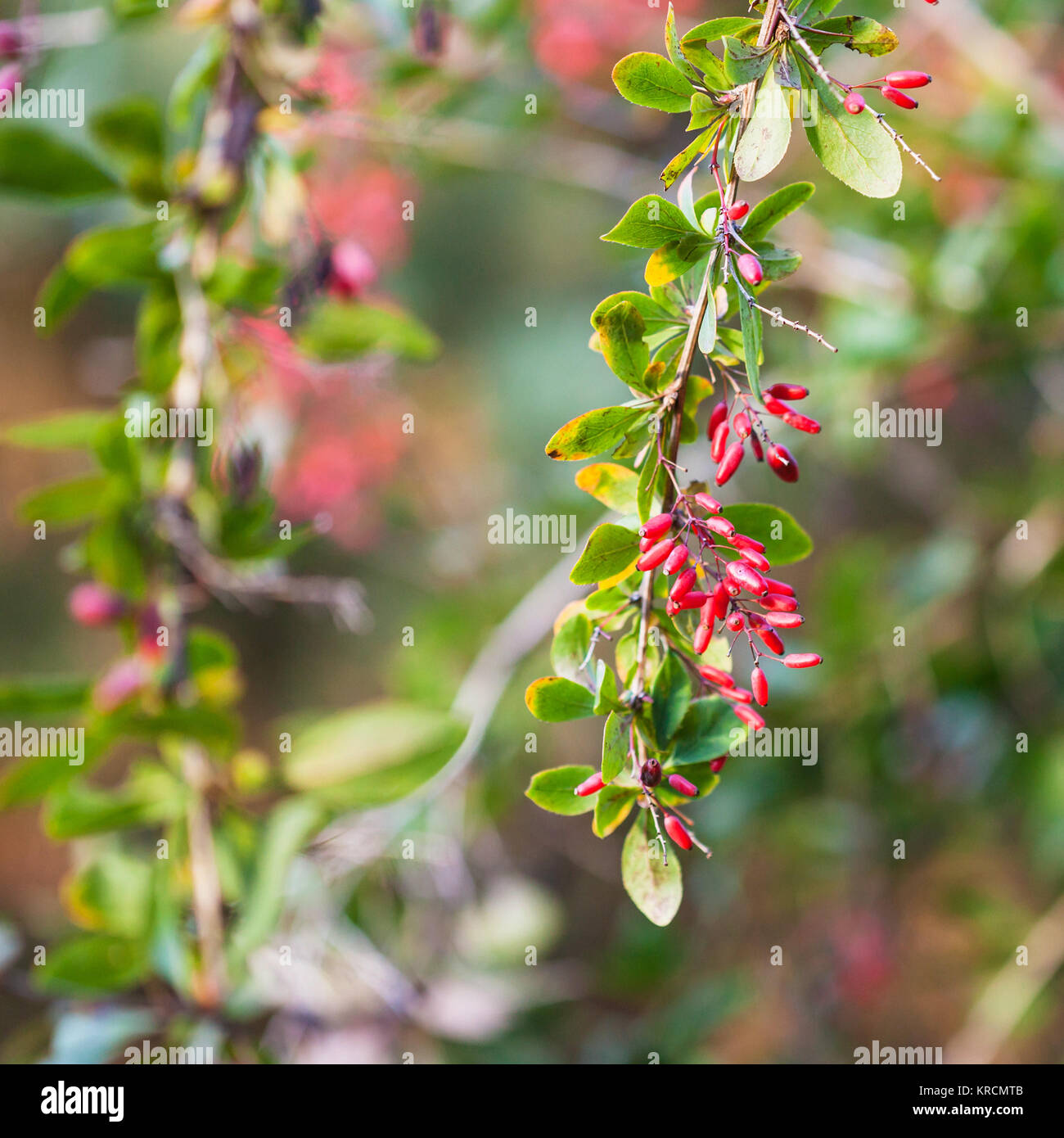 twig with ripe fruits of red Berberis (barberry) Stock Photo