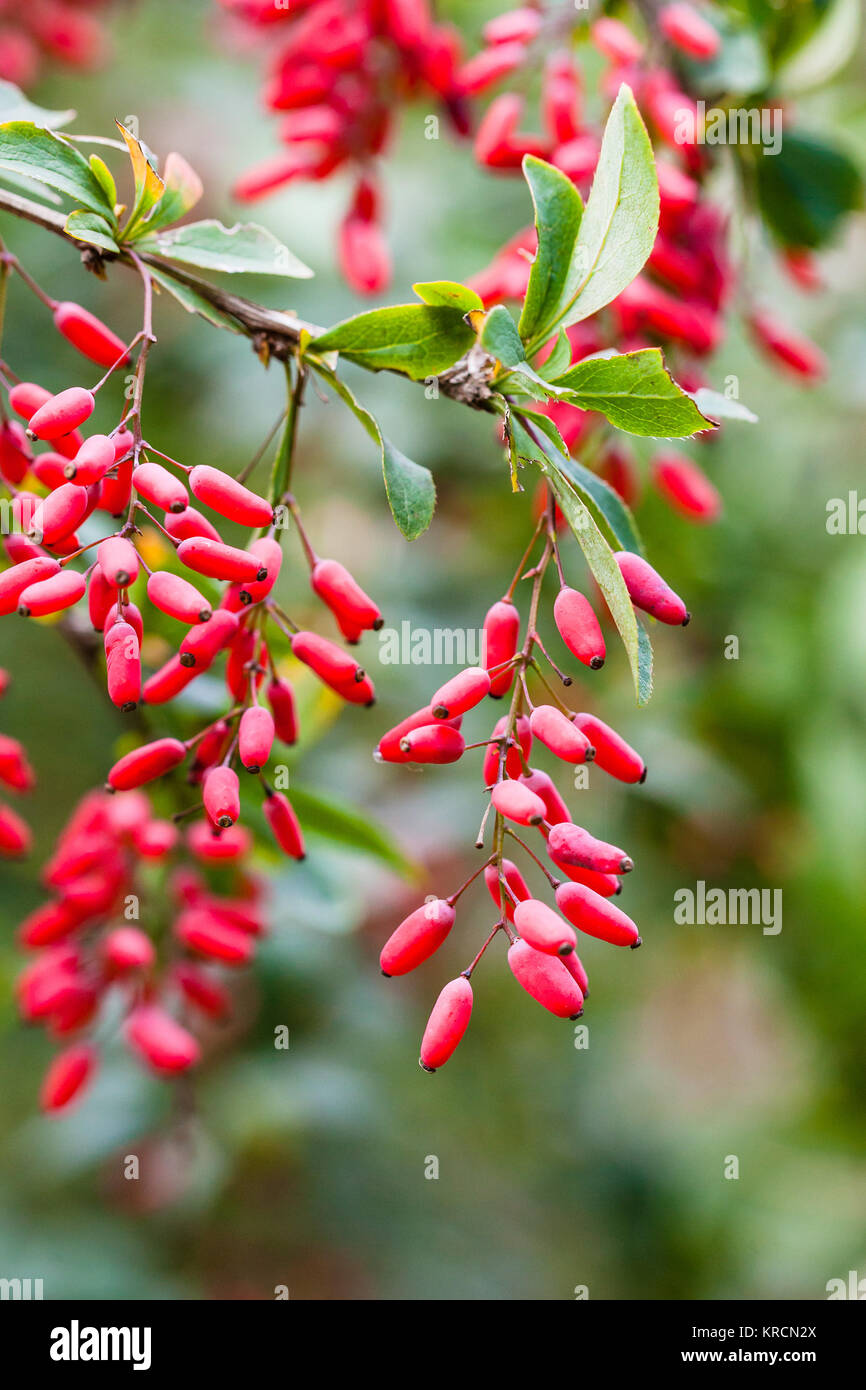 ripe fruits of red Berberis (barberry) on twig Stock Photo