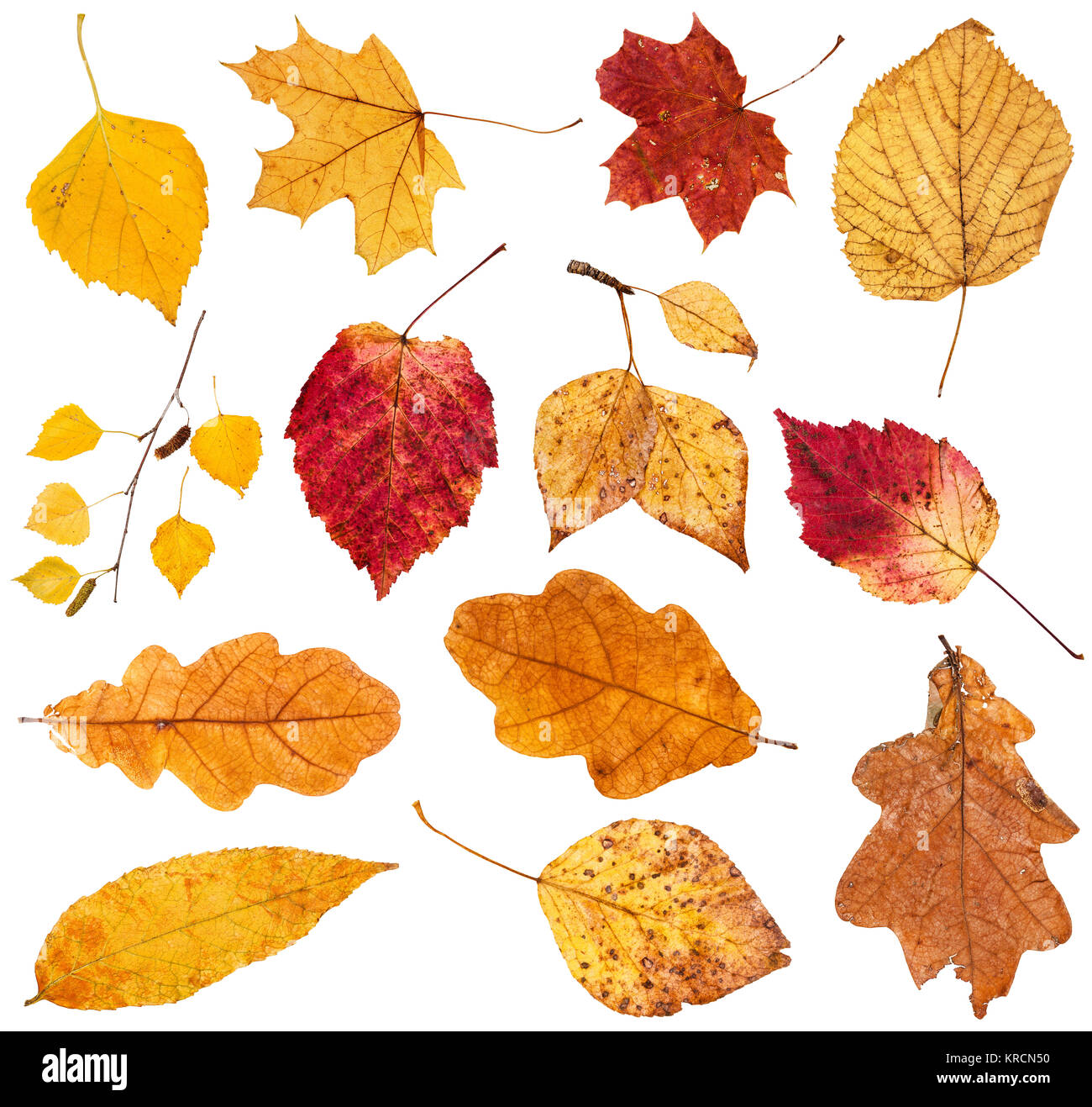 collage from various fallen leaves isolated Stock Photo